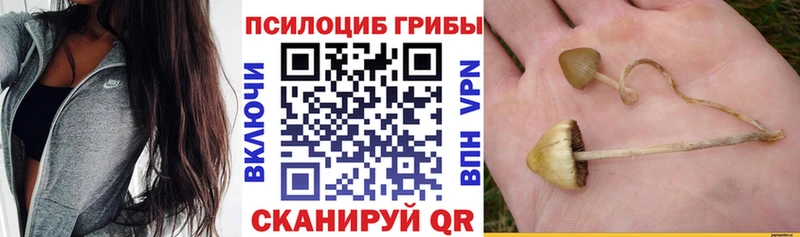 Псилоцибиновые грибы Psilocybine cubensis  Фролово 
